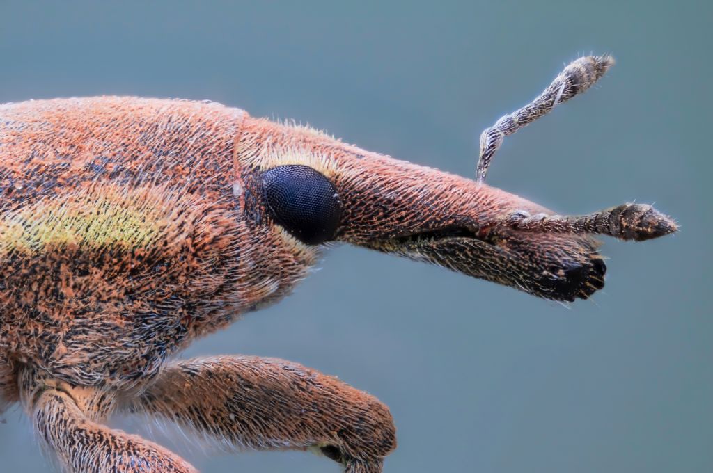 Curculionidae - Lixus sp.